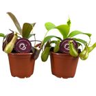 Nepenthes MIX