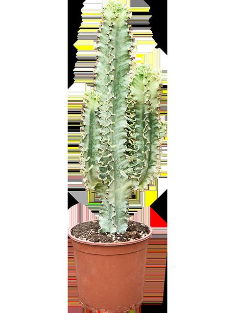 Euphorbia erythraea 'Variegata'