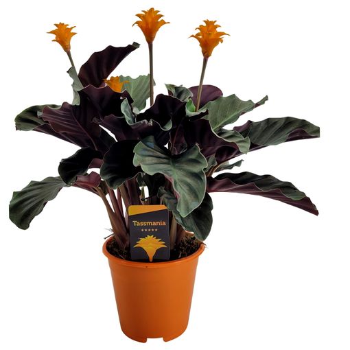 Calathea crocata 'Tassmania'