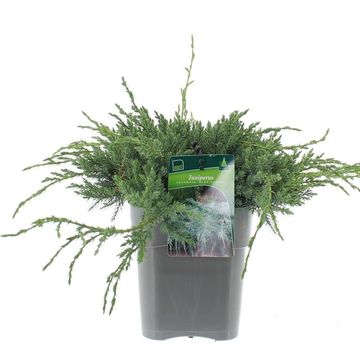 Джуниперус squamata 'Блю Карпет'