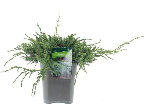 Juniperus squamata 'Blue Carpet'