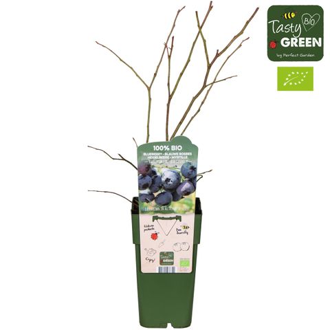 Vaccinium corymbosum BLUE DESSERT