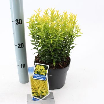 Euonymus japonicus 'Happiness'