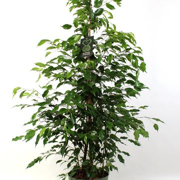 Ficus benjamina 'Exotica'