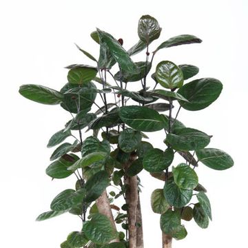 Polyscias 'Fabian'