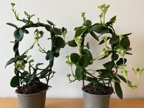 Ceropegia sandersonii