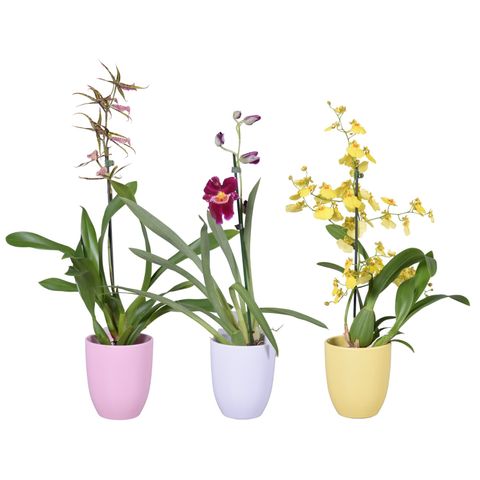 Orquídeas MIX