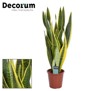 Sansevieria trifasciata 'Laurentii'