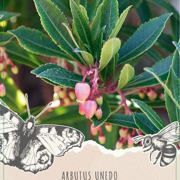 Arbutus unedo MERCURIUS