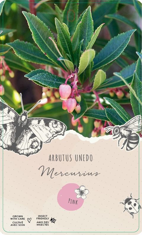 Arbutus unedo MERCURIUS