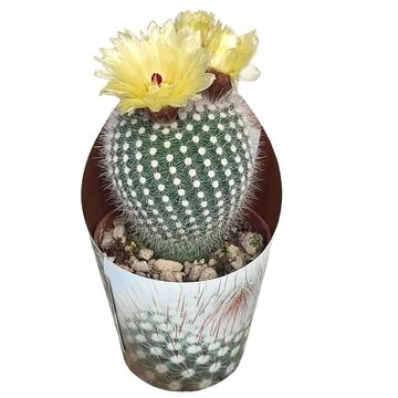 Notocactus scopa albispinus