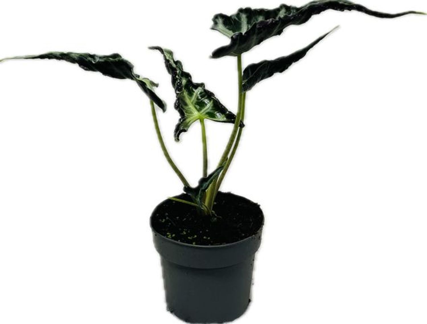 Alocasia 'Loco' — Plant Wholesale FlorAccess