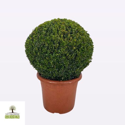 Buxus sempervirens