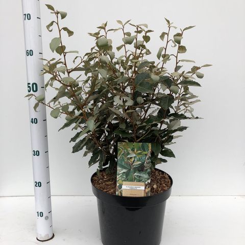 Elaeagnus x ebbingei 'Compacta'