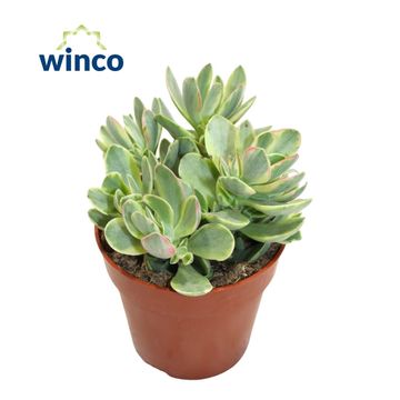 Crassula 'Rusby Variegata'