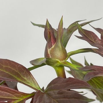 Paeonia 'Bartzella'