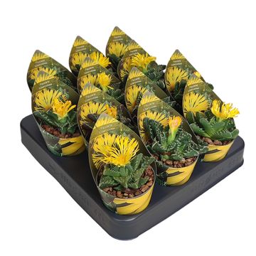 Faucaria tuberculosa