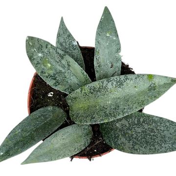 Hoya flagellata 'Silver'