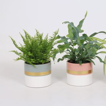 Plantes d'interieur MIX