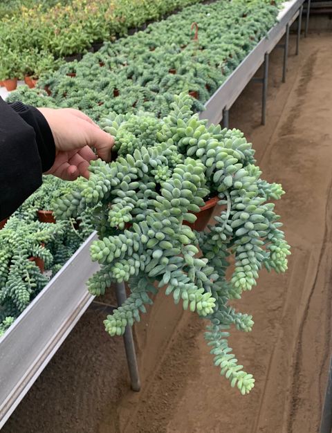 Sedum morganianum