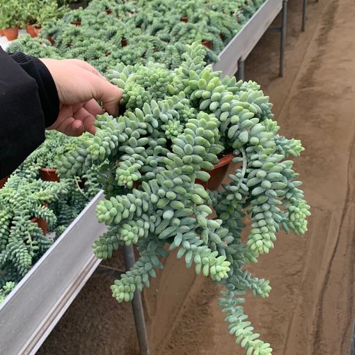 Sedum morganianum