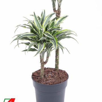 Dracaena fragrans 'Surprise'