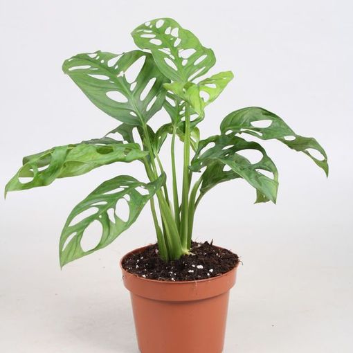 Monstera Obliqua P12 Cm H30 35 Cm Plant Wholesale Floraccess