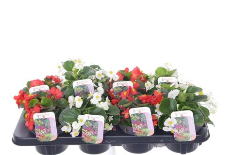 Begonia SEMPERFLORENS MIX