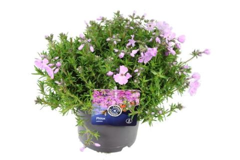 Phlox FABULOUS ROSE