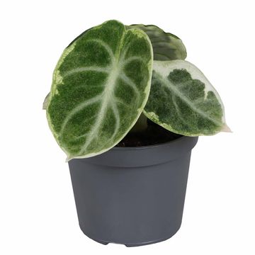 Алоказія 'Ninja Mint Variegata'