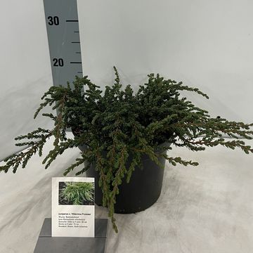 Juniperus communis 'Hibernica Prostrata'