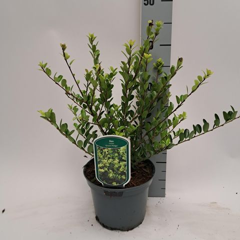 Ilex crenata 'Green Hedge'