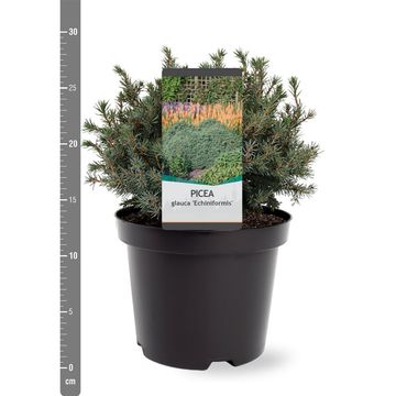 Picea glauca 'Echiniformis'