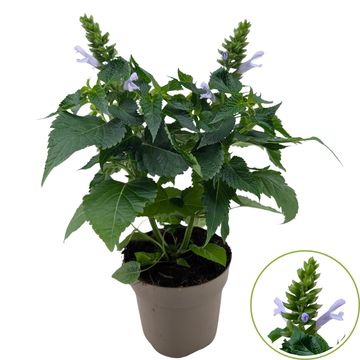 Salvia SALGOON LAKE SILVRETTA