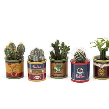 Cactus MIX