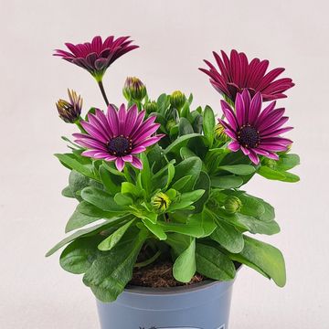 Octospermum SEÑORITA TANJA