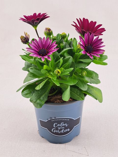 Octospermum SEÑORITA TANJA