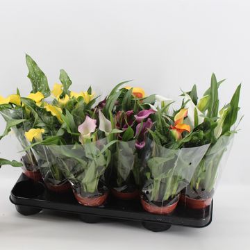 Zantedeschia MIX