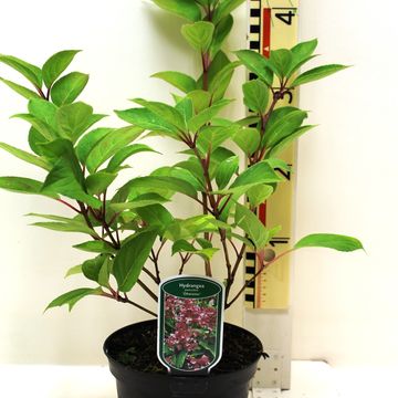 Hydrangea paniculata 'Dharuma'