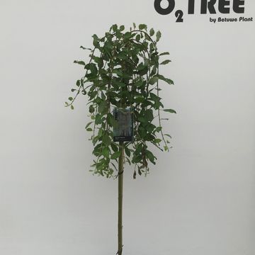 Ива caprea 'Килмарнок'