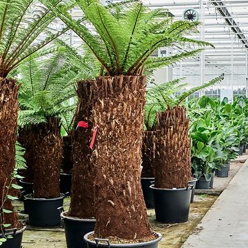 Dicksonia antarctica