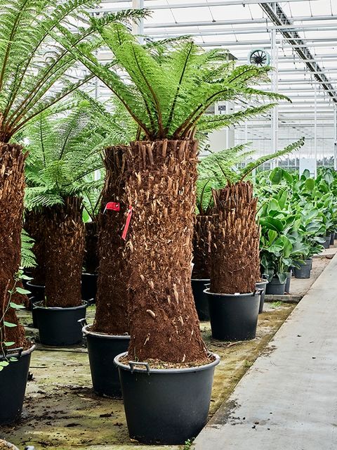 Dicksonia antarctica