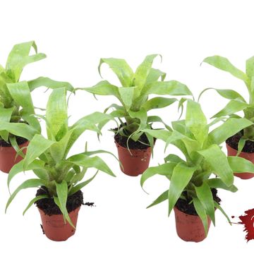 Vriesea ospinae FOREST