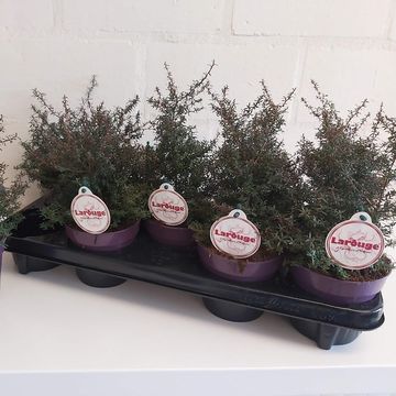 Leptospermum scoparium LAROUGE