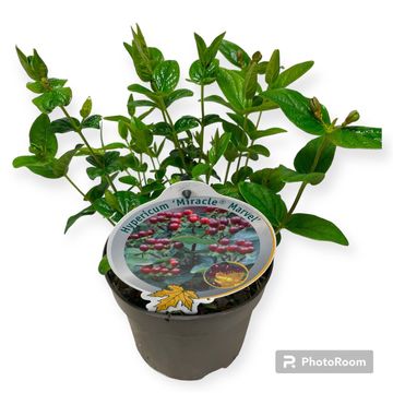 Hypericum MIRACLE MARVEL
