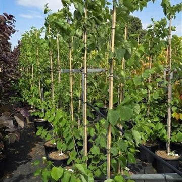 Cercis canadensis 'White Pom Poms'