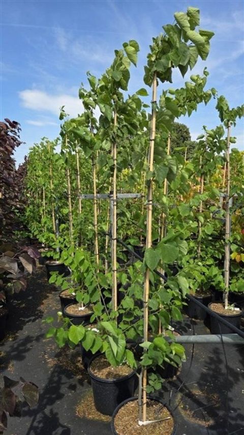 Cercis canadensis 'White Pom Poms'