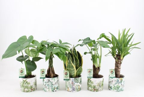 Houseplants MIX