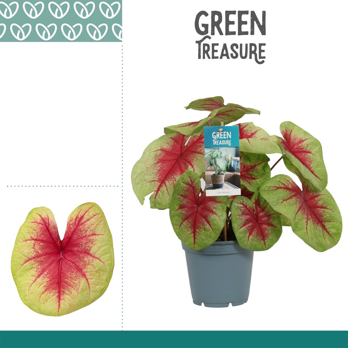 Caladium 'Lemon Blush' — Plant Wholesale FlorAccess