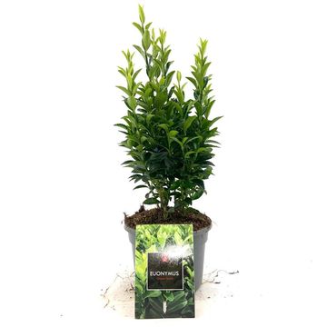 Euonymus japonicus 'Green Spire'